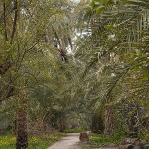Date plantation in Tozeur TN