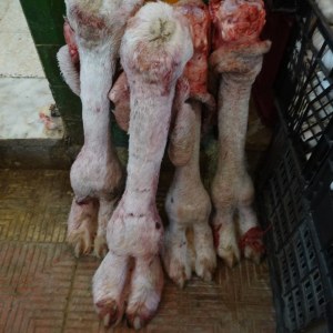 The market in Tozeur TN