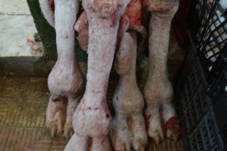 The market in Tozeur TN