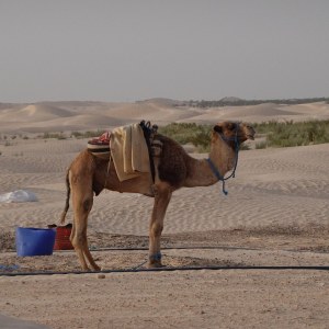 Camels at the desert camp at Dunes Insolita, Douz TN