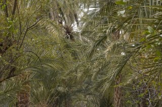 Date plantation in Tozeur TN