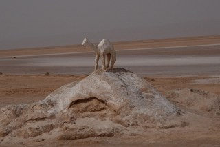 Crossing the Chott El Jerid salt lake, Degache TN