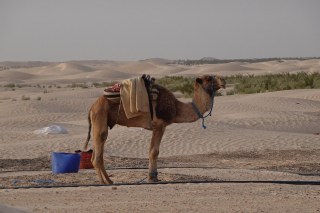 Camels at the desert camp at Dunes Insolita, Douz TN