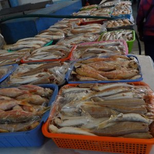 DSC03097